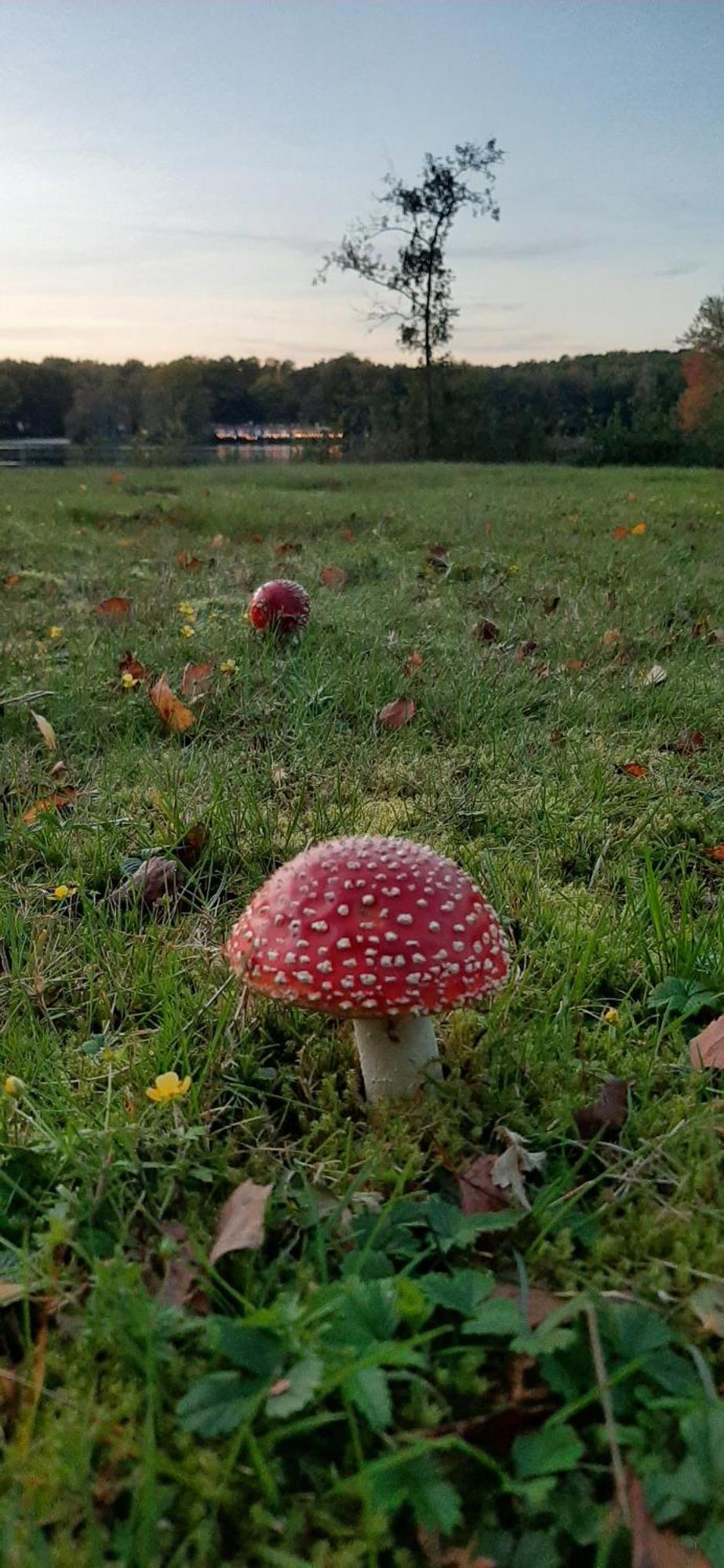 Waterlelie Rekem Villa Buitenkant foto